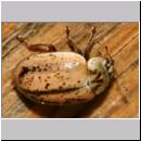 Aphidecta obliterata - Gebirgsmarienkaefer 02a 4mm.jpg